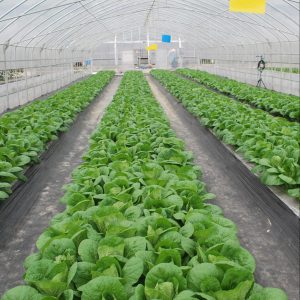 蔬菜专用多功能棚膜