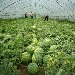 西瓜专用多功能棚膜