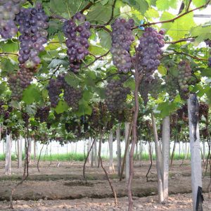 Grape Application Multi-functional Greenhouse Film