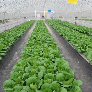 Vegetable Application Multi-functional Greenhouse Film